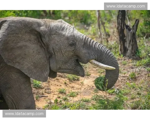 《勇敢无畏的巨魔英雄崛起在风云变幻的战斗世界中》